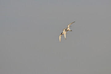 common tern