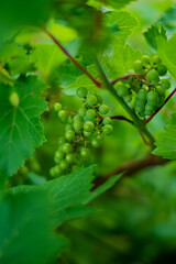 .Bunch of green grapes on the bush