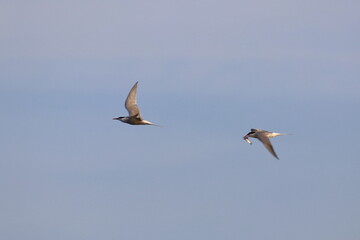 common tern