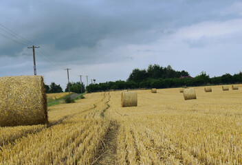 straw bales on a field. View of the straw fields and a freshly mown field. Bales in the field with...