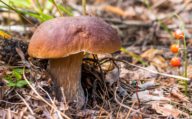 A large boletus mushroom with a brown cap and a thick stem in a forest clearing with fallen pine needles and lily of the valley berries.