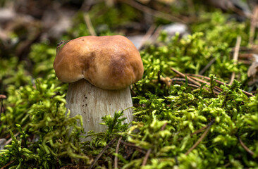 A boletus mushroom with a thick stem and a spider on its brown cap grows among moss and fallen pine needles.