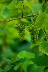 .Bunch of green grapes on the bush