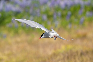 Arctic tern - Sterna paradisaea - with spread wings in flight at colorful background. Photo from Iceland. The Arctic tern is famous for its migration.