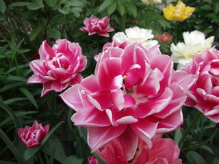 lovely bright pink tulip