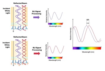 Biolayer Interferometry (BLI) figure. Mechanism of BLI. 