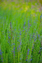 Hyssopus officinalis, known as hyssop
