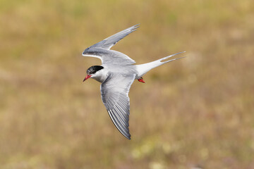 Arctic tern - Sterna paradisaea - with spread wings in flight at yellow background. Photo from Iceland. The Arctic tern is famous for its migration.