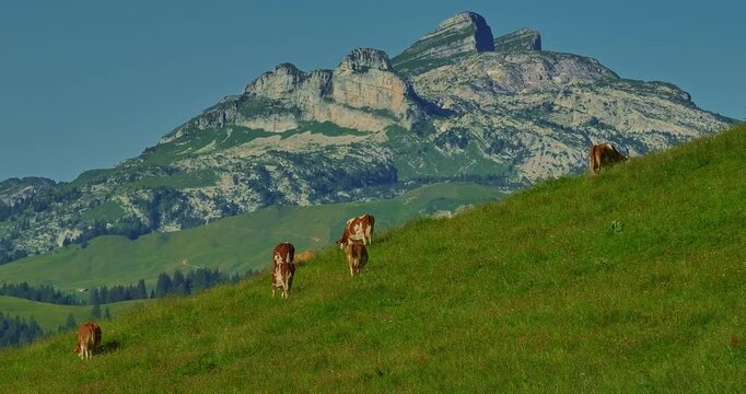 Aerial view of Alpine cows with bells in a meadow in the Swiss mountains. Cow on pasture