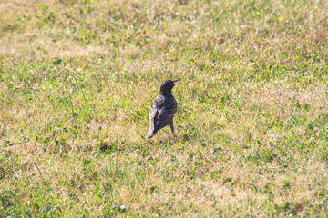 Ein schwarzer Vogel steht im Gras und hält Ausschau