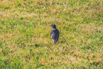 Vogel sitzt im Gras