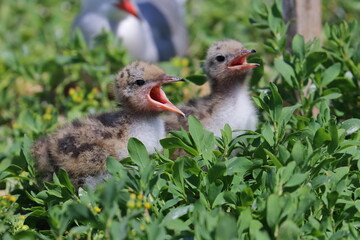 seabirds