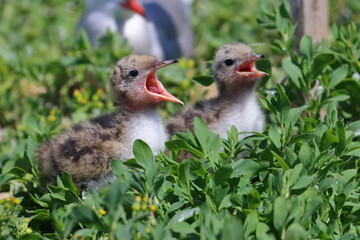 seabirds