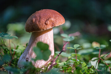 boletus mushroom close-up in the grass