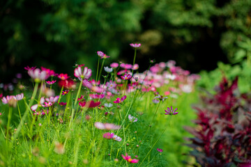 cosmos flowers in the garden