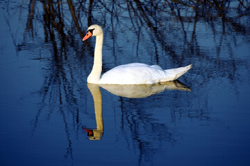 swan on the water. A view of a small bird swimming on a calm surface of water. Swans swimming on the water with a view of reeds and bushes