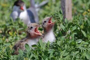 seabirds