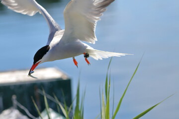 seabirds