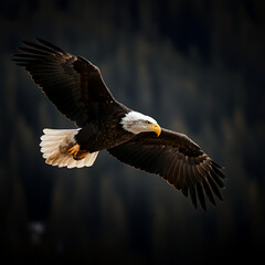 Fototapeta premium Bald eagle flying wing spread open