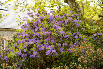 close-up of beautiful flowering Rhododendron 