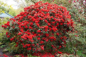 close-up of beautiful flowering Rhododendron 