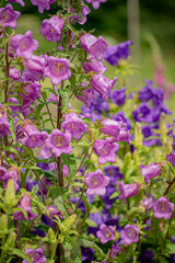 bluebell flowers in the garden