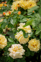 nice  roses in the garden