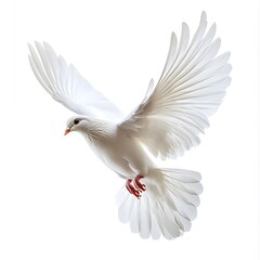 White Dove in Flight.