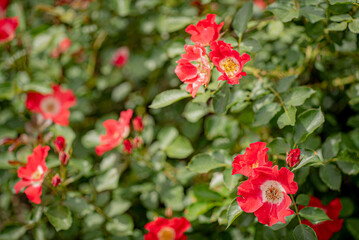 Fototapeta premium nice roses in the garden