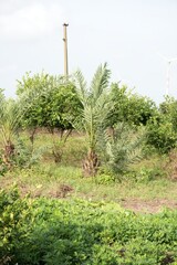 Quiet Palm Tree Set Against Rich Green Surroundings - A Retreat of Tropical Serenity