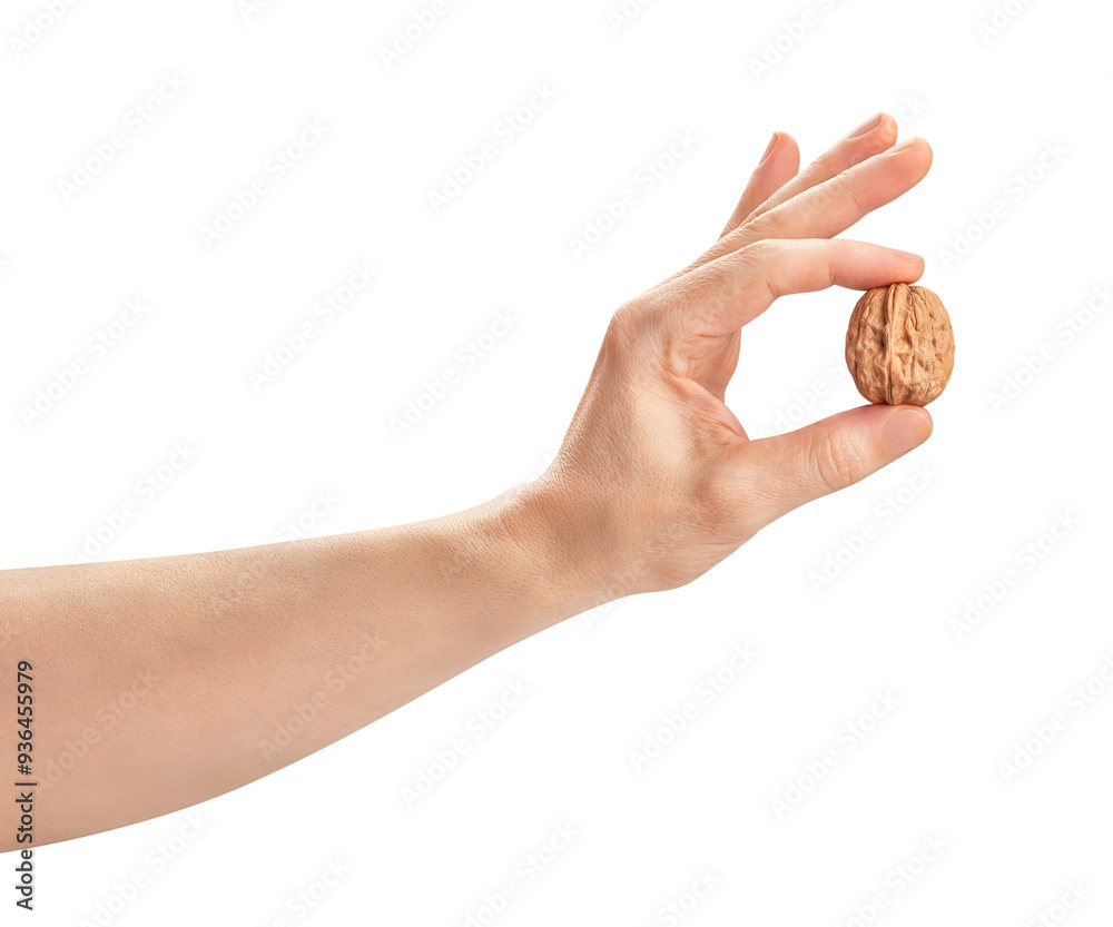 Wall mural walnuts in hand path isolated on white