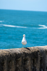 Seagull sea bird on beach promenade in touristic Biarritz city, Basque Country, Bay of Biscay of Atlantic ocean, France