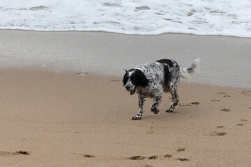 Playful dog enjoying on sandy beach on Saint Jean de Luz, France