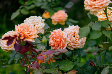 Beautiful Rose - Flower Photos, Rose garden photo for romance background.
