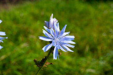 Blue flowers of cichorium plants, family Asteraceae, growing in garden