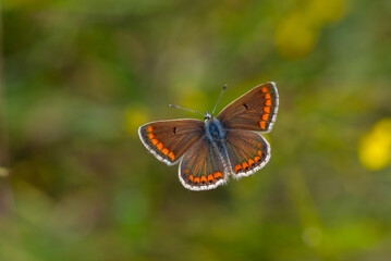 green background and tiny butterfly, Brown Argus, Polyommatus agestis