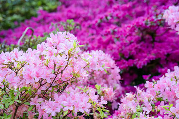 close-up of blooms of coloured Azalea flowers