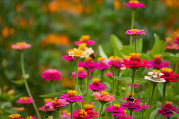 zinnai flowers in the garden