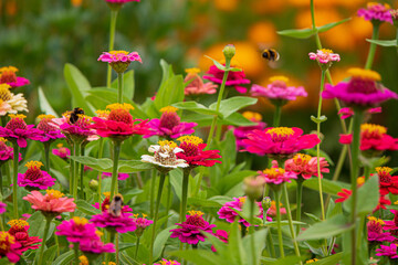 zinnai flowers in the garden