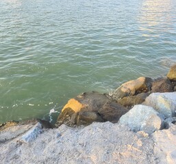 rock and sea water, beach view Thailand Chob Buri, Si Racha