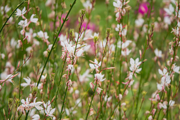 Obraz premium Gaura flowers in the garden