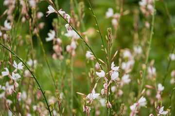 Gaura flowers in the garden