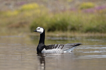 Barnacle goose  - Branta leucopsis sqimming in water. Photo from Iceland.