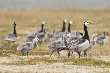 The flock of barnacle geese woth goslings - Branta leucopsis on the meadow. Phot from Iceland. 