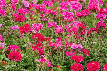 verbena flowers in the garden