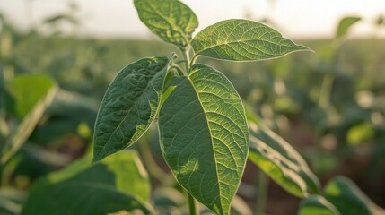 green  soybean leafs on a field, 16:9