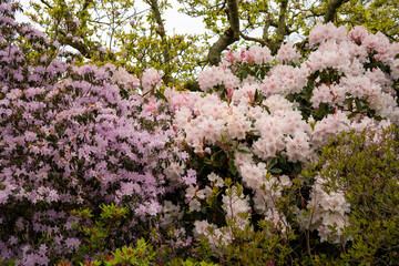 close-up of flowering Rhododenrdons