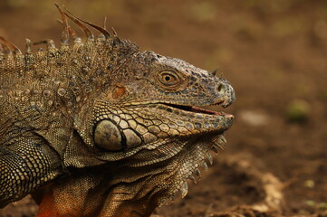 iguane