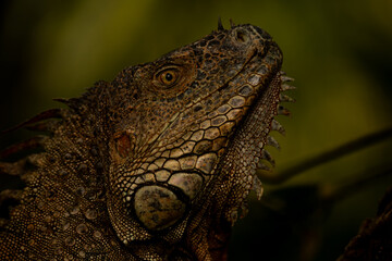 iguane