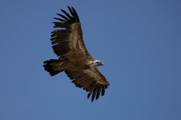 rapace